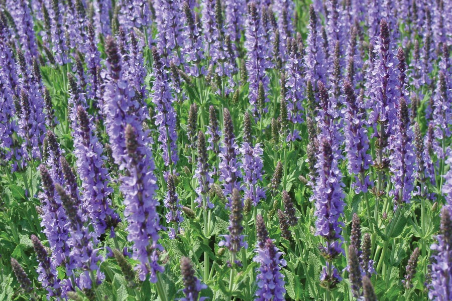 Salvia Blue Hill 72