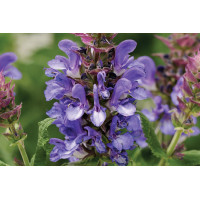 Salvia Blue Marvel 72