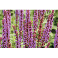 Salvia Caradonna 21