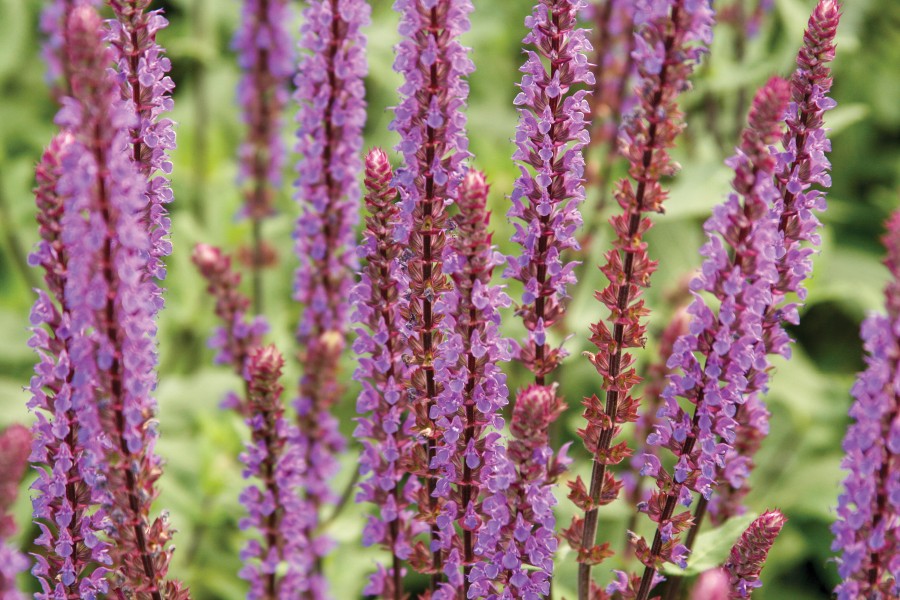 Salvia Caradonna 72