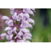 Salvia Feathers Flamingo 72