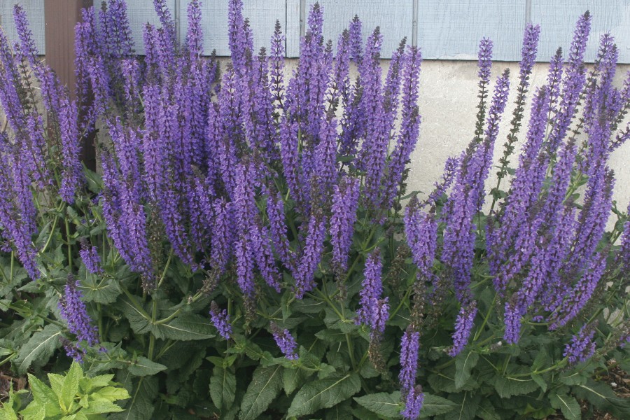 Salvia May Night 72-V