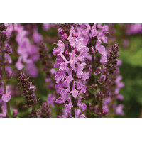 Salvia Rose Marvel 21