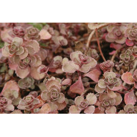 Sedum Fuldaglut 21 Sedum Fuldaglut 21