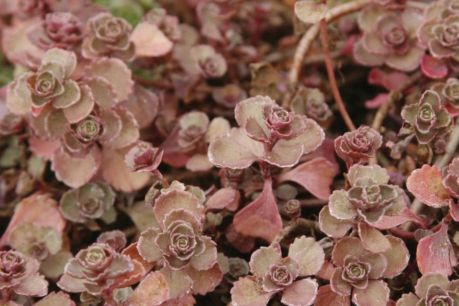 Sedum Fuldaglut 72 Sedum Fuldaglut 72