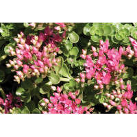 Sedum John Creech 21 Sedum John Creech 21