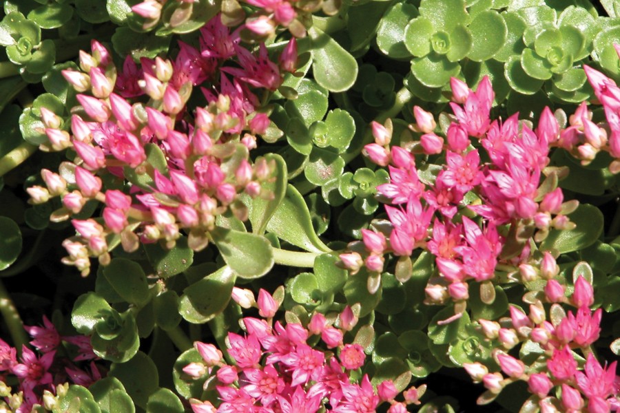 Sedum John Creech 72 Sedum John Creech 72