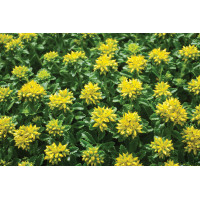 Sedum Little Miss Sunshine 21