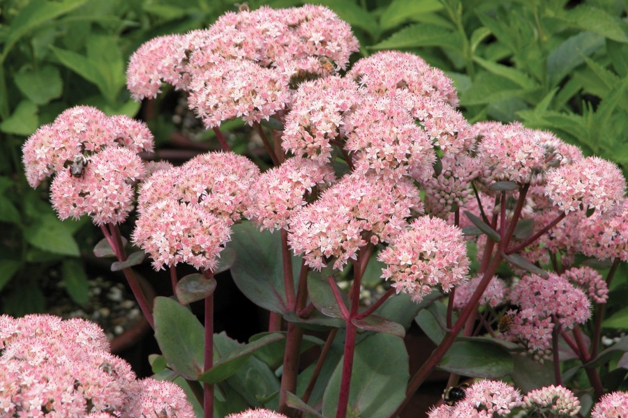 Sedum Matrona 50
