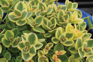 Sedum SunSparkler Lime Twister 21 Sedum SunSparkler Lime Twister 21