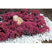 Sedum Sunsparkler Dazzleberry 72
