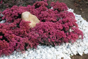 Sedum Sunsparkler Dazzleberry 21 Sedum Sunsparkler Dazzleberry 21