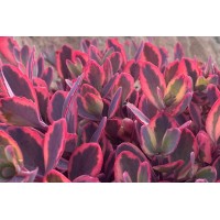 Sedum Sunsparkler Dazzling Dynamite 21