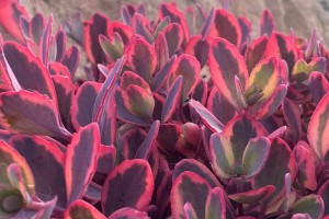 Sedum Sunsparkler Dazzling Dynamite 21 Sedum Sunsparkler Dazzling Dynamite 21