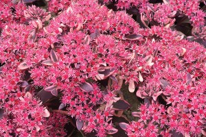 Sedum Sunsparkler Dream Dazzler 21 Sedum Sunsparkler Dream Dazzler 21