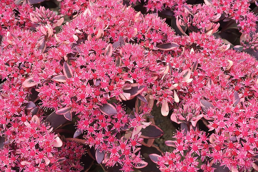 Sedum Sunsparkler Dream Dazzler 21