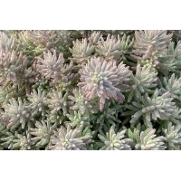 Sedum Tight & Tidy Blue Angelina 72
