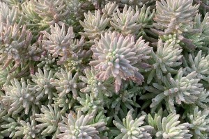 Sedum Tight & Tidy Blue Angelina 21 Sedum Tight & Tidy Blue Angelina 21
