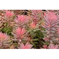 Sedum Tight & Tidy Pink Angelina 72