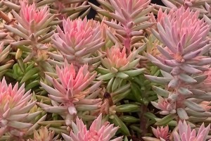 Sedum Tight & Tidy Pink Angelina 21