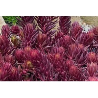 Sedum Tight & Tidy Red Angelina 21