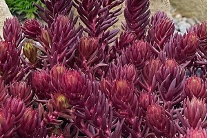 Sedum Tight & Tidy Red Angelina 21 Sedum Tight & Tidy Red Angelina 21