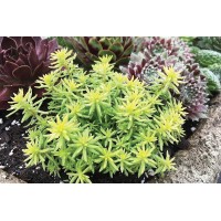 Sedum Tight & Tidy Yellow Angelina 21 Sedum Tight & Tidy Yellow Angelina 21