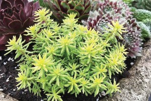 Sedum Tight & Tidy Yellow Angelina 21