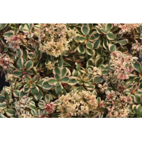 Sedum What A Doozie 21 Sedum What A Doozie 21