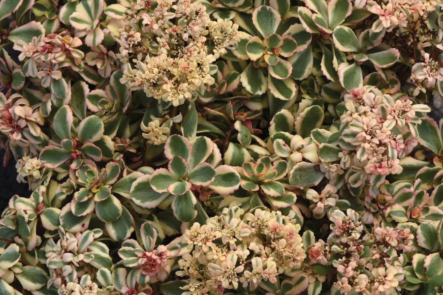 Sedum What A Doozie 72 Sedum What A Doozie 72
