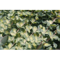 Sedum sieboldii variegata 72 Sedum sieboldii variegata 72