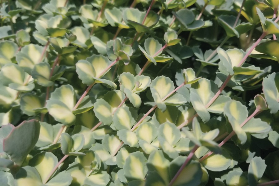 Sedum sieboldii variegata 21 Sedum sieboldii variegata 21