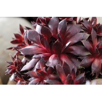 Sempervivum Colorockz Blushing Garnet 21