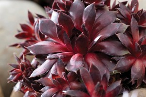 Sempervivum Colorockz Blushing Garnet 21