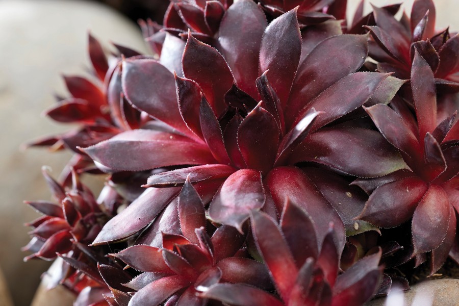Sempervivum Colorockz Blushing Garnet 72