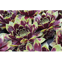 Sempervivum Colorockz Coconut Crystal 21