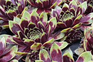 Sempervivum Colorockz Coconut Crystal 21