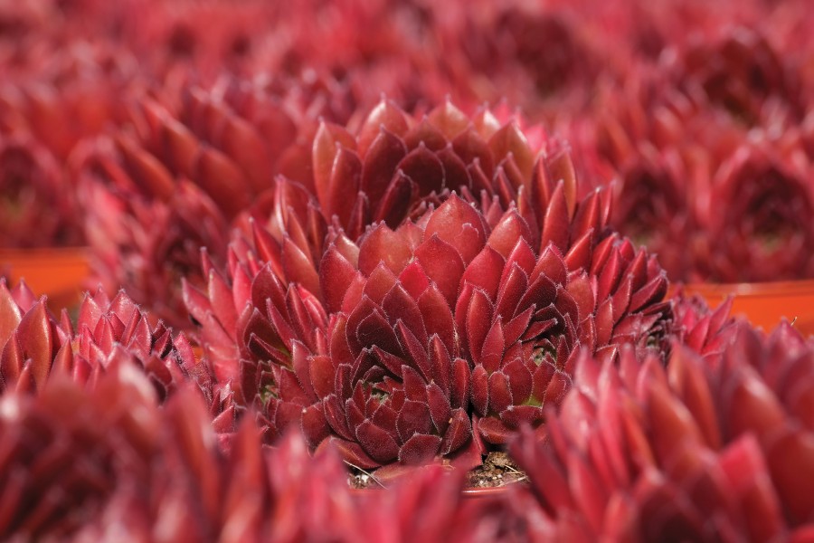 Sempervivum Colorockz® Coral Red 72 Sempervivum Colorockz® Coral Red 72