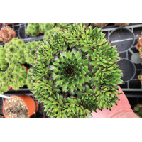 Sempervivum Colorockz Emerald Swirl 21
