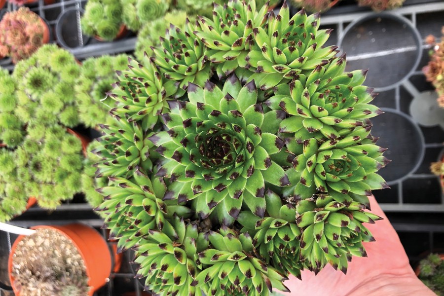 Sempervivum Colorockz Emerald Swirl 72