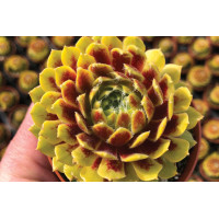 Sempervivum Colorockz Lemon Flare 21