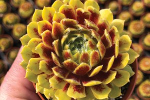 Sempervivum Colorockz Lemon Flare 21