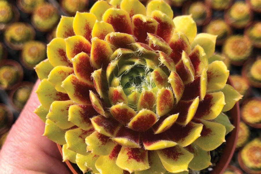 Sempervivum Colorockz Lemon Flare 72