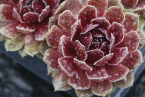 Sempervivum Commander Hay 72 Sempervivum Commander Hay 72