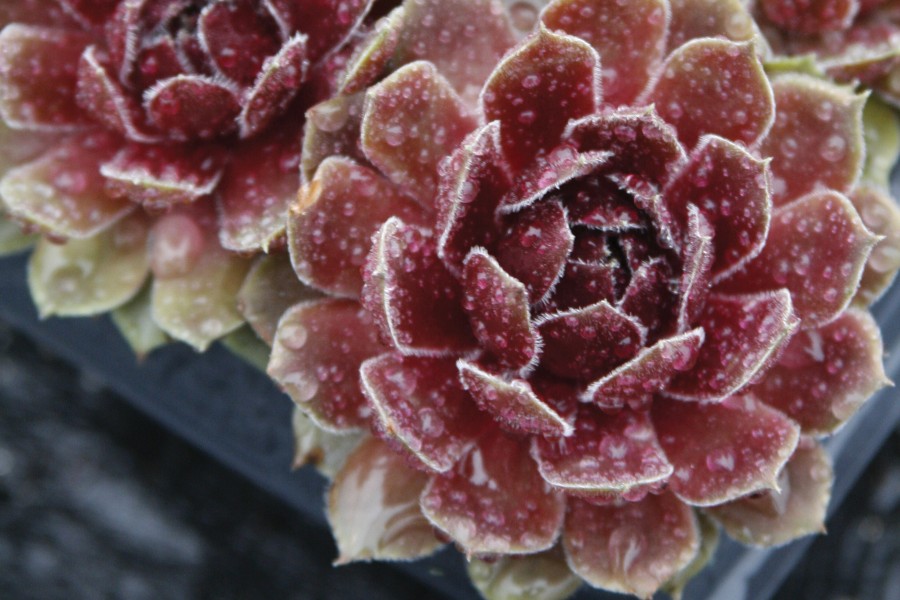 Sempervivum Commander Hay 72 Sempervivum Commander Hay 72