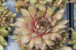 Sempervivum Kalinda 72 Sempervivum Kalinda 72