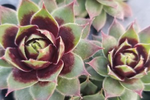 Sempervivum Killer 21