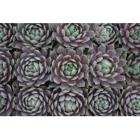 Sempervivum Pacific Blue Ice 72