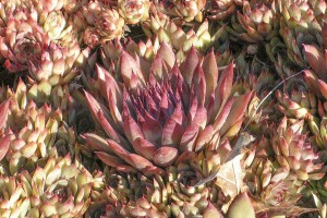 Sempervivum Red Beauty 72 Sempervivum Red Beauty 72