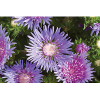 Stokesia Mel's Blue 21